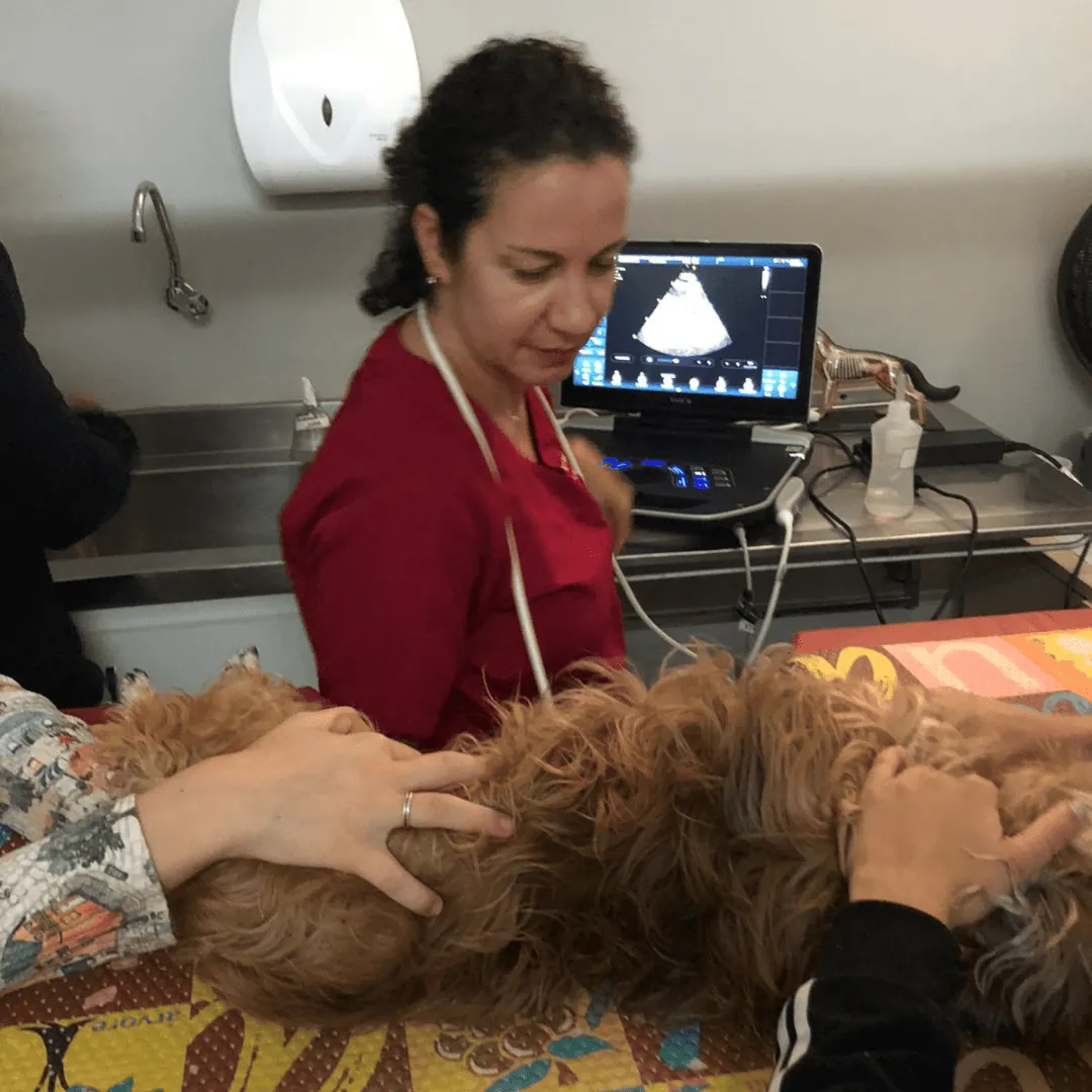 Dra. Nanci Diniz realizando ecocardiograma em um cão na clínica, com a equipe auxiliando