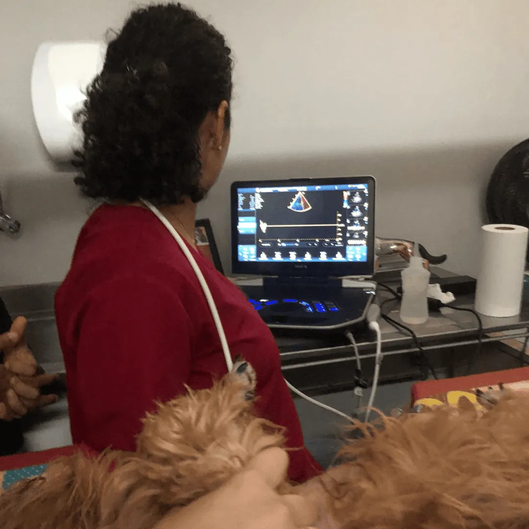 Dra. Nanci Diniz realizando ecocardiograma em um cão na mesa de uma clínica veterinária